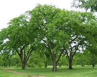 Research aims to restore riparian corridors and an iconic tree