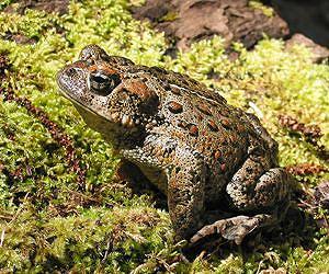 Surprise species at risk from climate change