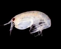 Plastic found in amphipods in Earth's deepest ocean trench