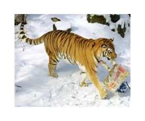 WWF says China's wild tigers face extinction
