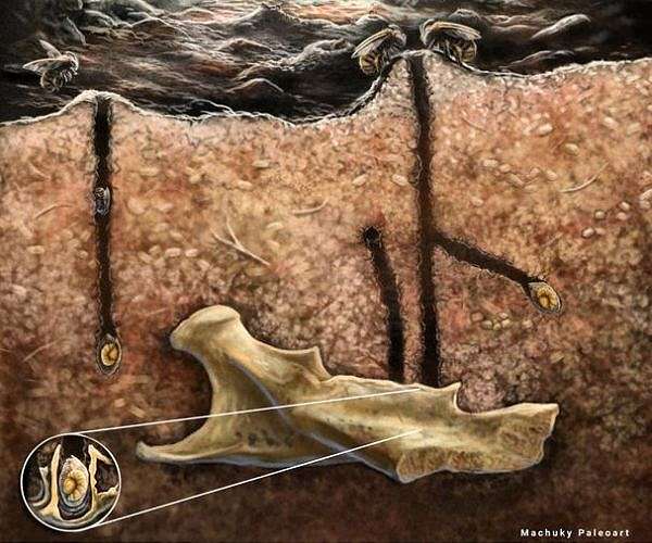 Ancient bee nests found inside Caribbean cave fossils