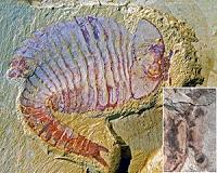 Ancient shrimp had advanced cardiovascular system