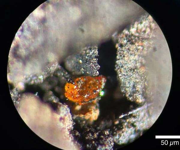 First Antarctic amber discovery opens new window to ancient climate