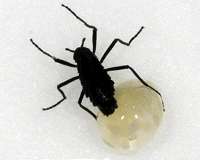 Antarctic flies protect fragile eggs with 'antifreeze'