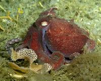 Blue blood on ice - How an Antarctic octopus survives the cold