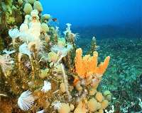 Malaria could be felled by an Antarctic sea sponge