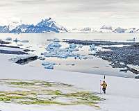 Climate change is turning Antarctica green, study finds