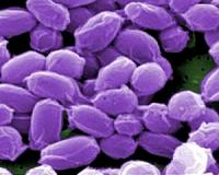 Deadly diseases overlooked for too long
