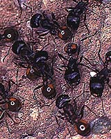 Ants Genetic Engineering Leads To Species Interdependency