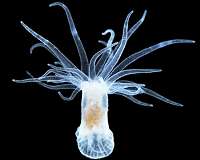 New research reveals corals could be trained to survive environmental stress