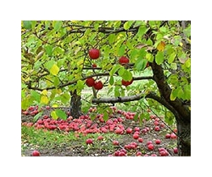 Genetic analysis saves major apple-producing region of Washington state