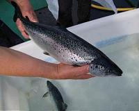 FDA okays GM salmon for sale in the United States