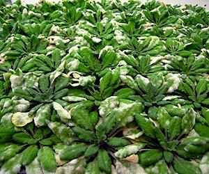 Mildew-Resistant And Infertile