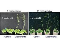 Plant growth tech may alleviate climate change and food shortage