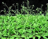 WSU findings point way to more nutritious crops