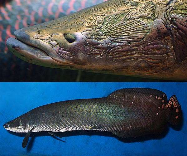 Pirarucu: Amazon's giant air-breathing fish in poachers' sights