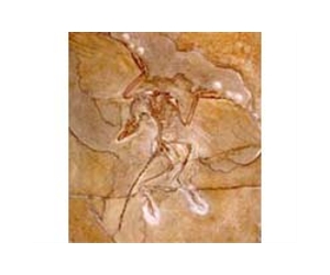 Chemical Remains Of Dinobird Found
