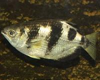 Archer fish spit water at prey with impressive precision