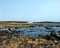 Climate: The Arctic Goes Bush