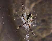 Spider silk, wood combination replicates material advantages of plastic