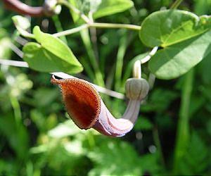 Herbal remedy blamed for high cancer rate in Taiwan: study