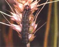 Insect plague devours Liberian crops