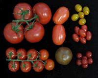Generating electricity with tomato waste