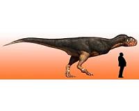 Fossil find reveals just how big carnivorous dinosaur may have grown