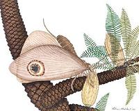Indiana University paleobotanist plays role in discovery of 'Jurassic butterflies'
