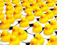 Coffee and quacks served up at Chengdu duck cafe