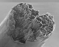 World's strongest bio-material outperforms steel and spider silk