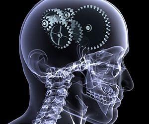 University of Tennessee anthropologists find American heads are getting larger