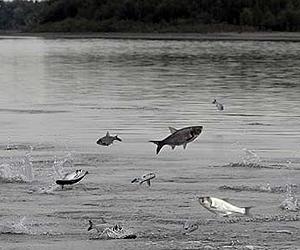 Giant, leaping Asian carp threaten US Great Lakes
