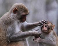 Indonesia's 'selfie monkey' threatened by hunger for its meat