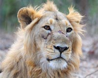 India watches for deadly virus as lion deaths spike
