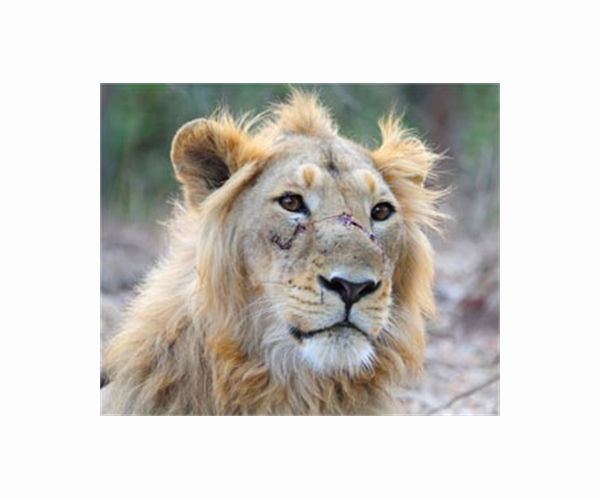 'Absolute madness': Thailand's pet lion problem