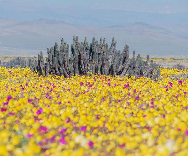 Things to know about global biodiversity agreement