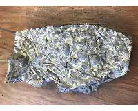 Four-hundred-eighty-million-year-old fossils reveal sea lilies' ancient roots