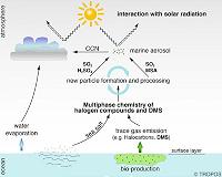 Impact of sea smell overestimated by present climate models