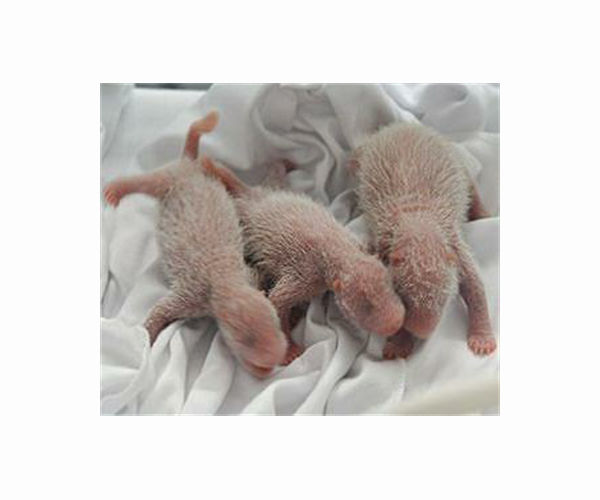 Hong Kong welcomes birth of first giant panda cubs