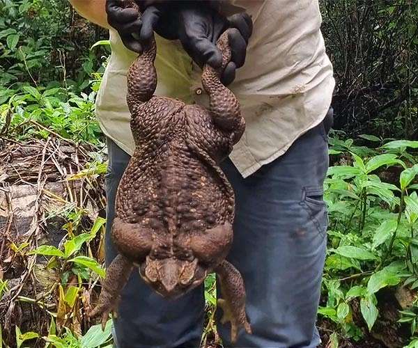 Cane toad invasion threatens Pilbara biodiversity and culture