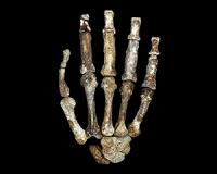 Eating bone marrow played a key role in the evolution of the human hand