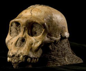 New Research Reveals How Human Ancestor Walked, Chewed, and Moved