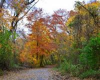 Impact of increased atmospheric CO2 concentration on European trees