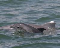 Dolphins to get coastal sanctuary in US