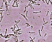 Pollution-Eating Bacteria Produce Electricity
