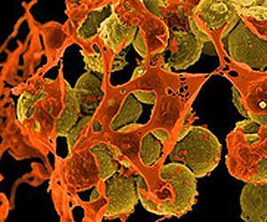 Marine bacteria to fight tough infections
