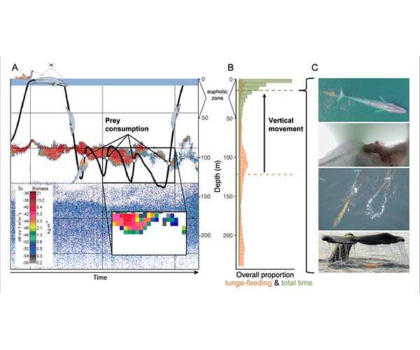 Whales more important ecosystems engineers than previously thought