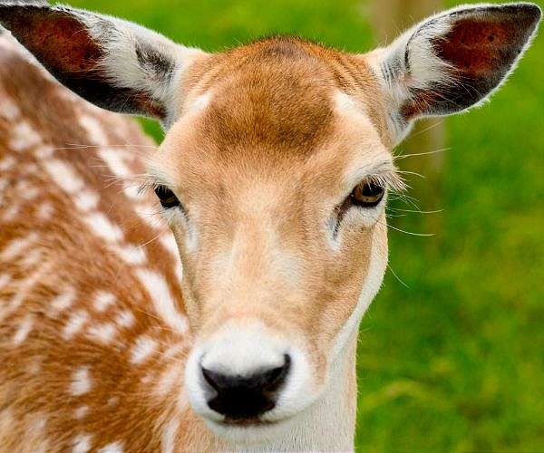 Oh, deer: In US capital, 'Bambi' is increasingly unwelcome