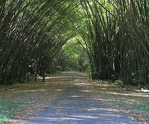 Fight climate change with bamboo, says campaign group